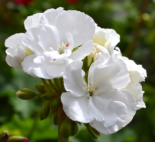 geranium white