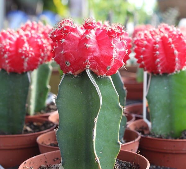grafted cactus
