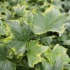 hedera ivy variegated