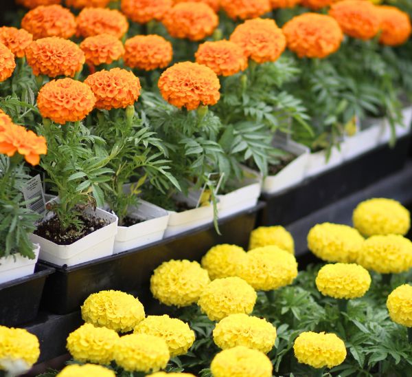Marigolds