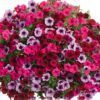 proven winners hanging basket
