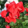 red cyclamen blooms
