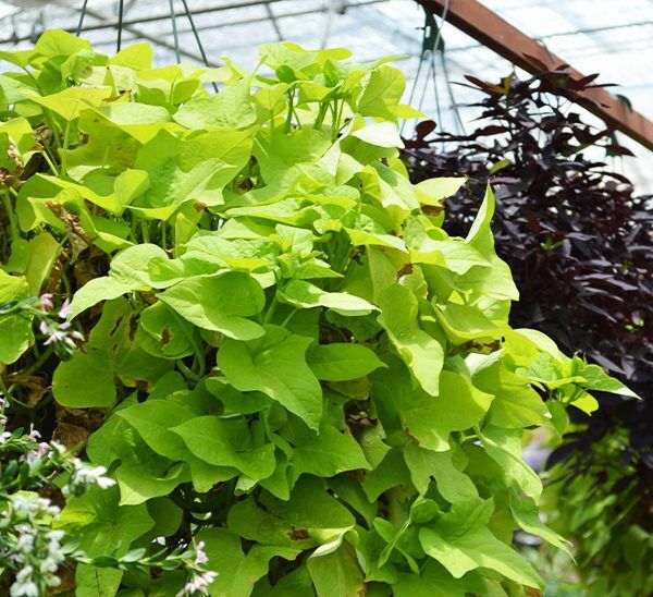 Sweet Potato Vine Hanging Basket
