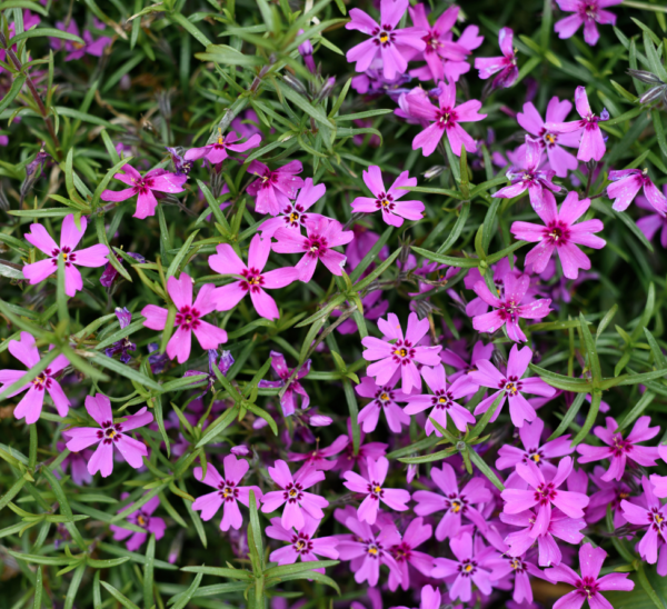 Creeping Phlox Photo 1