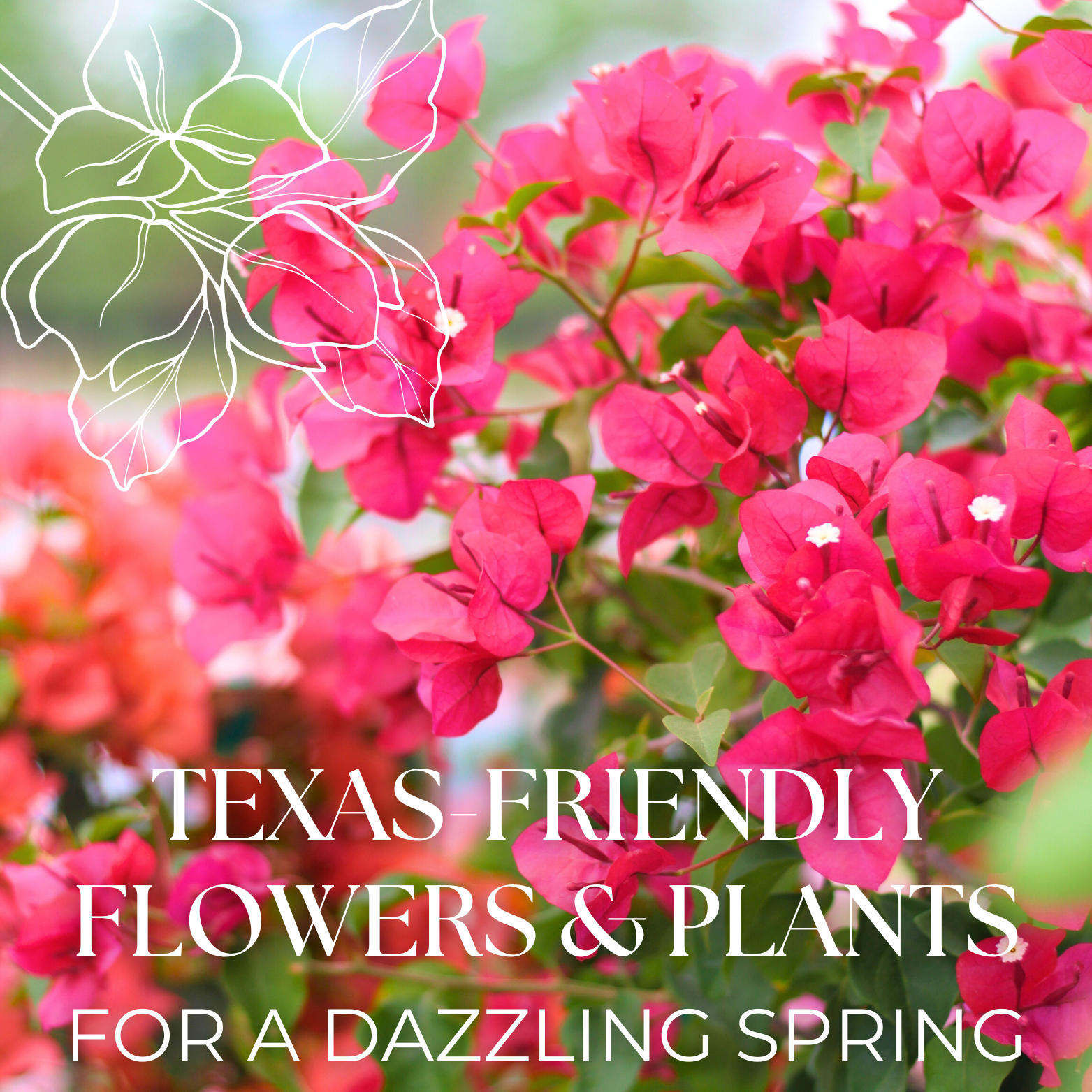 Vibrant Flowers & Plants for the Texas Homeowner